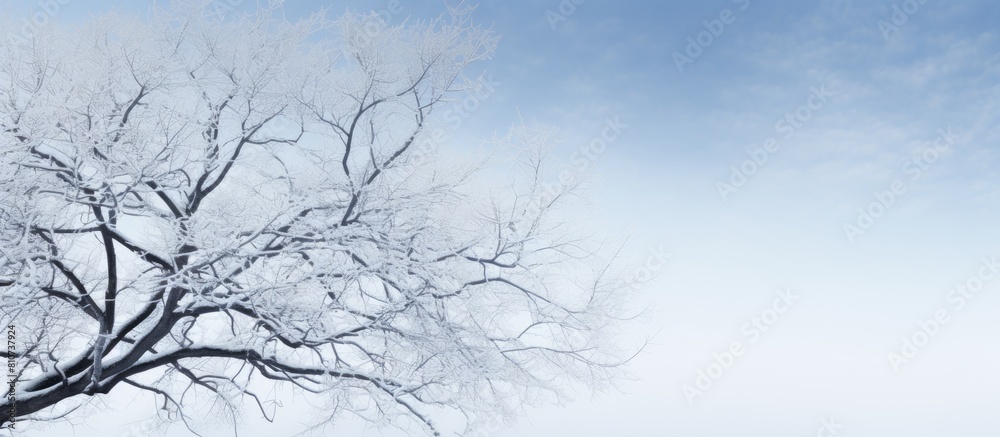 Fototapeta premium A copy space image that captures the serene beauty of winter showcasing the intertwining branches of trees against the backdrop of a clear sky
