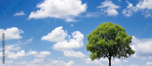 A tree stands tall against a backdrop of blue sky and white clouds offering a low angle view with ample empty space for copy This image represents international forest day go green initiatives earth
