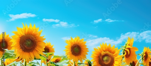 Copy space image of sunflowers ready for harvesting in a field against a backdrop of blue sky