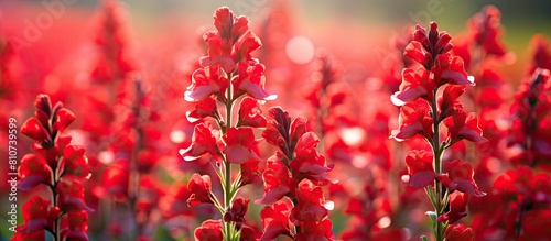 Copy space image of a vibrant field filled with red snapdragon flowers © HN Works
