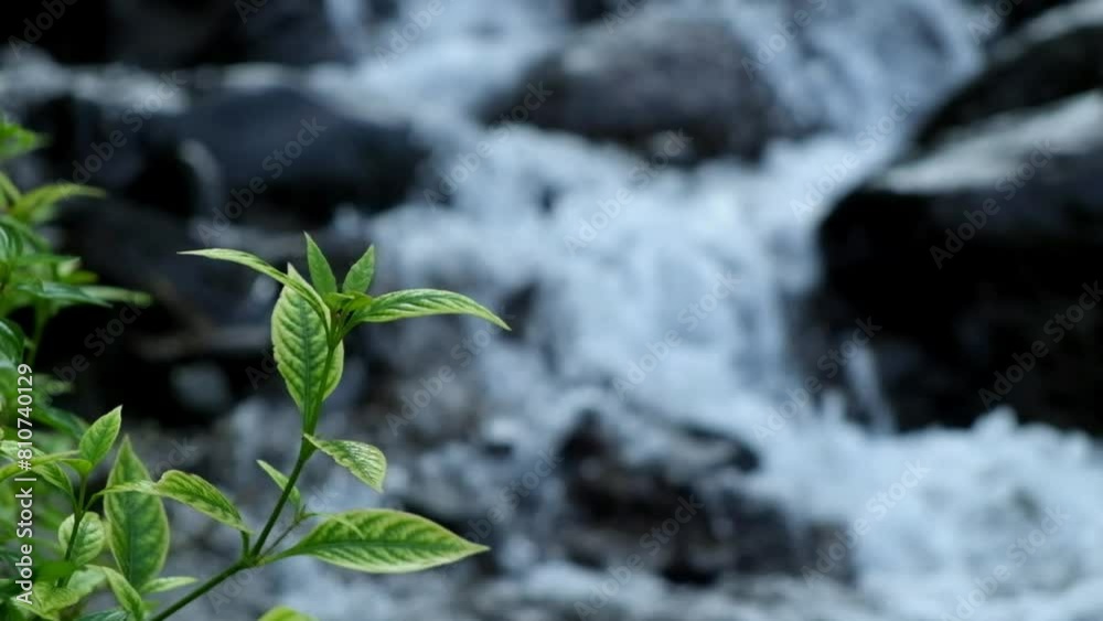 Grass shoots sway over the water with a waterfall in the background. Green leaves. Clear waterfall Grass shoots sway over the water with a waterfall in the background. Green leaves. Clear waterfall