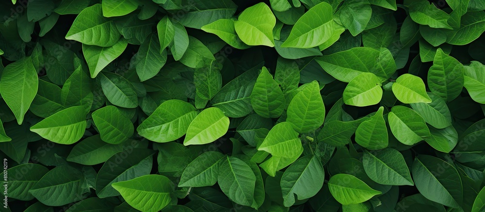 Copy space image with a background of lush green leaves Copy space image with a background of lush green leaves