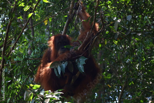 Fototapeta Naklejka Na Ścianę i Meble -  Sumatran orangutan in Gunung Leuser National Park, North Sumatra, Indonesia