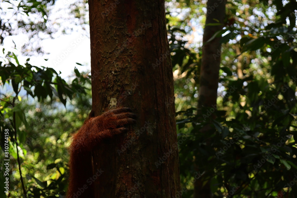 Sumatran orangutan in Gunung Leuser National Park, North Sumatra, Indonesia Sumatran orangutan in Gunung Leuser National Park, North Sumatra, Indonesia