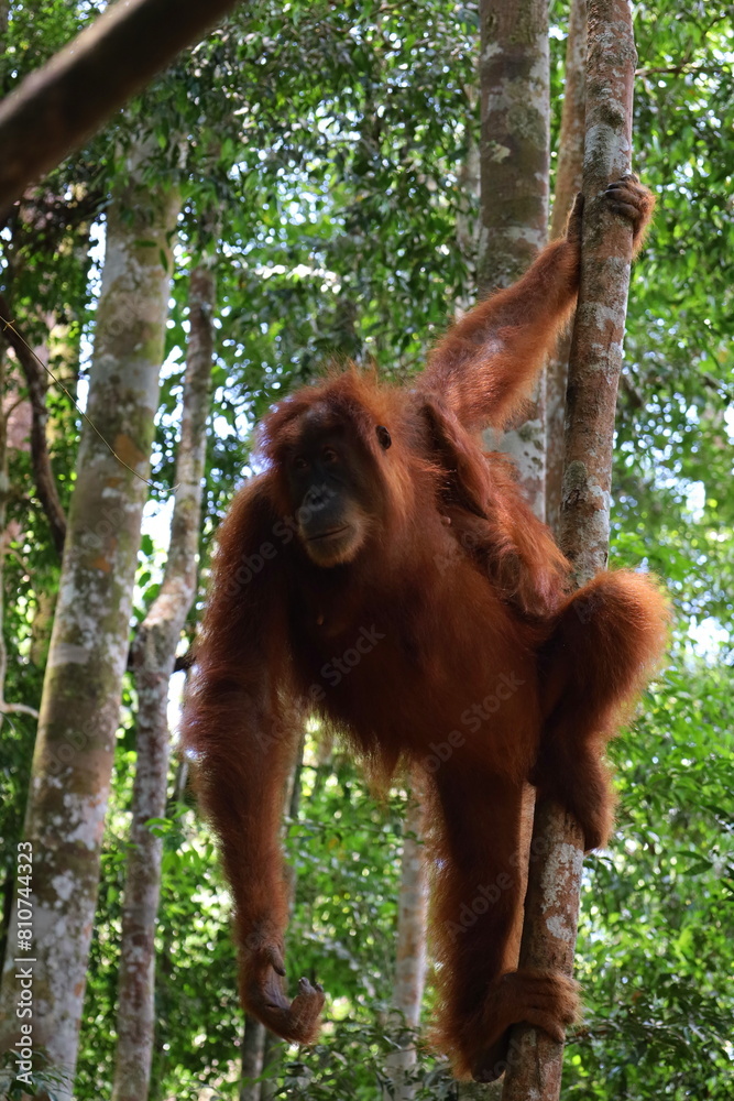 Obraz premium Sumatran orangutan in Gunung Leuser National Park, North Sumatra, Indonesia