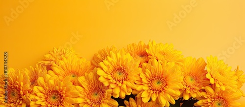 A stunning arrangement of chrysanthemum flowers displayed against a vibrant yellow backdrop provides an appealing copy space image