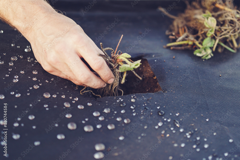 Planting fresh new strawberries in the garden, ground covered with dark fabric Planting fresh new strawberries in the garden, ground covered with dark fabric