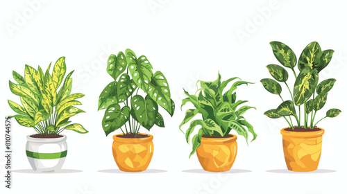 Four of decorative houseplants growing in planters