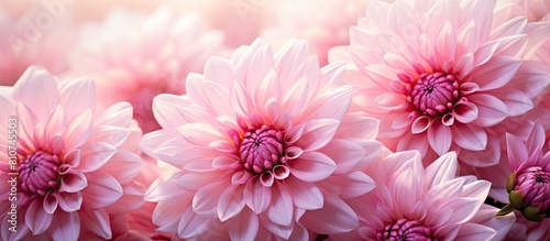 Macro shot of beautiful light pink dahlias with copy space image © HN Works
