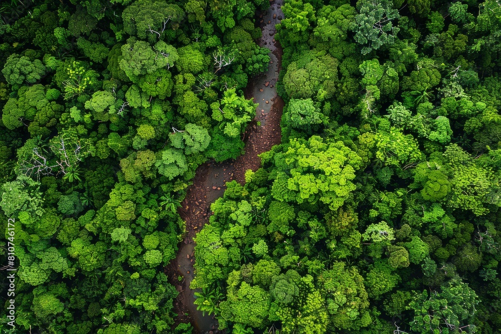 Birds eye view of a winding path cutting through the dense forest with a stream meandering alongside