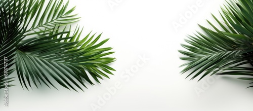 Palm tree leaves in green color stand alone against a white backdrop providing copy space for text This minimalistic summer inspired concept creates a mock up banner