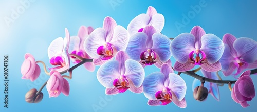 A captivating close up of vibrant orchid flowers beautifully showcased against a serene blue backdrop with ample copy space