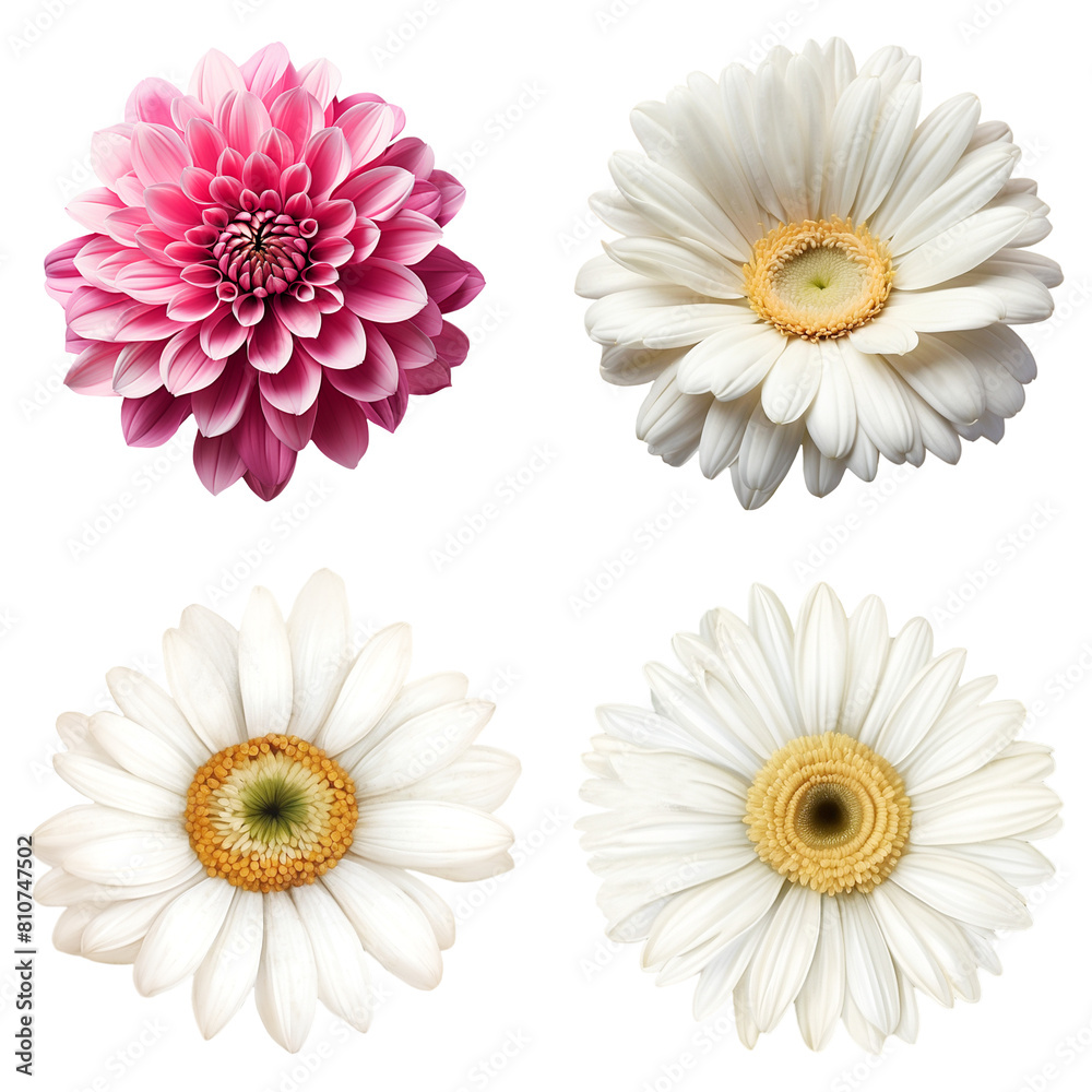 Gerbera flowers cutout transparent background. Gerbera flowers cutout transparent background.