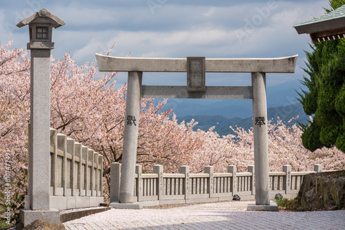 Mitoyo, Kagawa, Japan - April 9 2023 : Ise Asahiyama Hongu shrine in the Asahiyama Shinrin Park ( Mt. Asahi Forest Park ). Cherry blossoms in full bloom in Shikoku island. photo