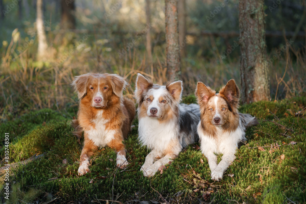 Two Border Collies and one Nova Scotia Duck Tolling Retriever dogs rest together in a tranquil forest, showcasing their distinctive coats and alert expressions Two Border Collies and one Nova Scotia Duck Tolling Retriever dogs rest together in a tranquil forest, showcasing their distinctive coats and alert expressions