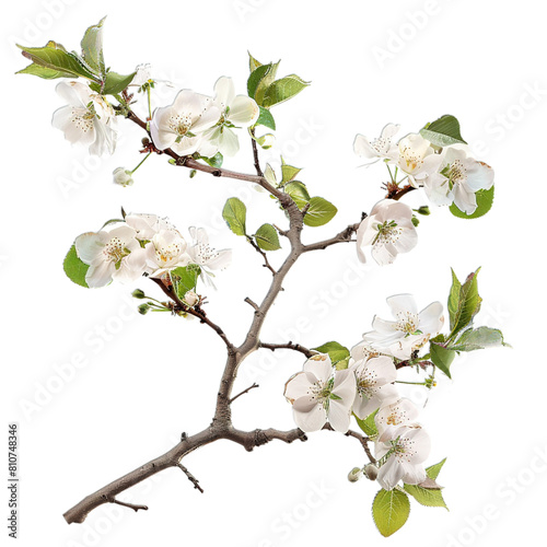 branch of apple tree