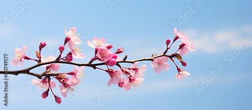 A pink blossoming branch stands out against a backdrop of blue sky creating a captivating copy space image