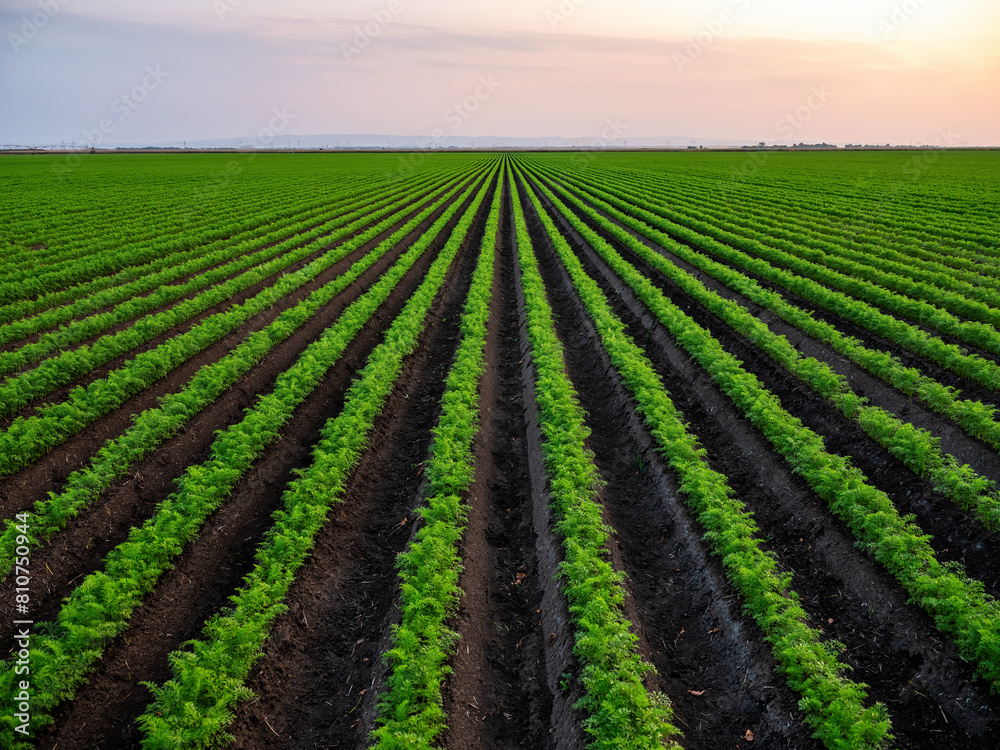 Agricultural landscape at sunset with symmetrical carrot crop rows under a colorful sky Agricultural landscape at sunset with symmetrical carrot crop rows under a colorful sky