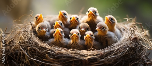 Nested baby birds eagerly await nourishment their hungry beaks agape in anticipation Copy space image