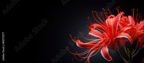 A vibrant red spider lily showcasing its full bloom in a visually stunning copy space image photo