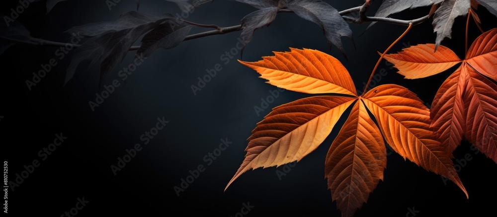 A vibrant scene of autumn leaves against a dark backdrop creating a striking contrast and providing ample copy space for the image