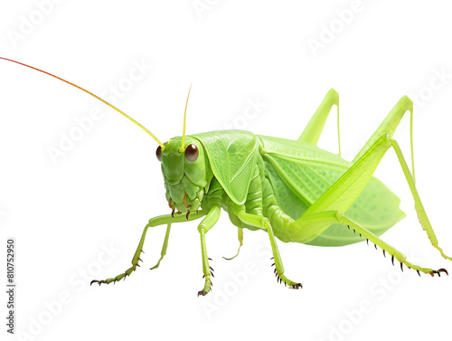 a close up of a green insect