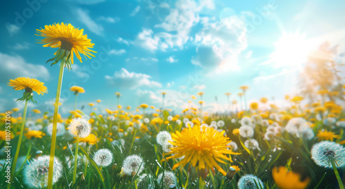 Spring summer meadow with dandelions natural colorful panoramic landscape with many wild flowers  wide banner concept