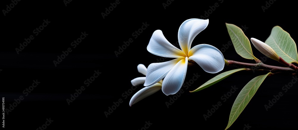 A solitary white frangipani flower blooms against a black background creating a captivating copy space image A solitary white frangipani flower blooms against a black background creating a captivating copy space image