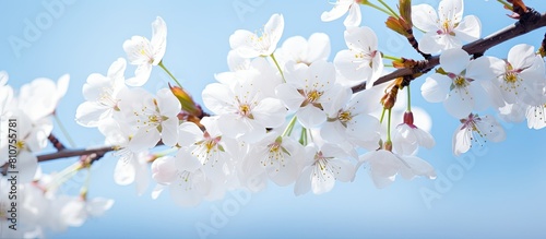 Copy space image of cherry blossoms blooming in a spring garden The close up captures the beauty of white flowers on a cherry tree against a blue sky background creating a serene spring atmosphere