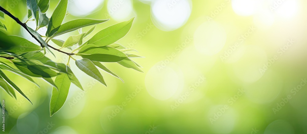Close up image of light green leaves illuminated by sunlight with blurred backgrounds creating a beautiful bokeh effect in a park The photo includes copy space for text and can be used as a web banne Close up image of light green leaves illuminated by sunlight with blurred backgrounds creating a beautiful bokeh effect in a park The photo includes copy space for text and can be used as a web banne