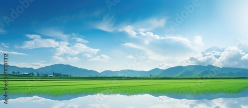 A beautiful copy space image of the sky s reflection shimmering on the green rice field s water surface