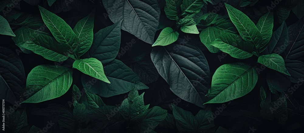 A copy space image featuring a textured leaf wallpaper with green leaves creates a natural background providing ample space for text A copy space image featuring a textured leaf wallpaper with green leaves creates a natural background providing ample space for text
