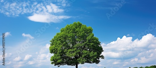 A tree stands tall against a backdrop of blue sky and white clouds offering a low angle view with ample empty space for copy This image represents international forest day go green initiatives earth