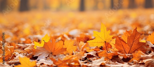 The ground is covered with a vibrant carpet of fallen maple leaves in shades of orange and yellow creating a picturesque autumn scene 19 words. Creative banner. Copyspace image