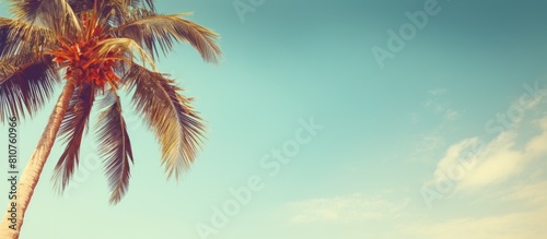 A tropical palm tree against a sunny sky background with space for adding a personal touch Perfect for conveying ideas of summer vacations and exploring nature The vintage tone filter adds a nostalgi