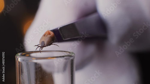 Tick research, Scientist studies Ixodes ricinus lyme in Laboratory, close up macro view photo