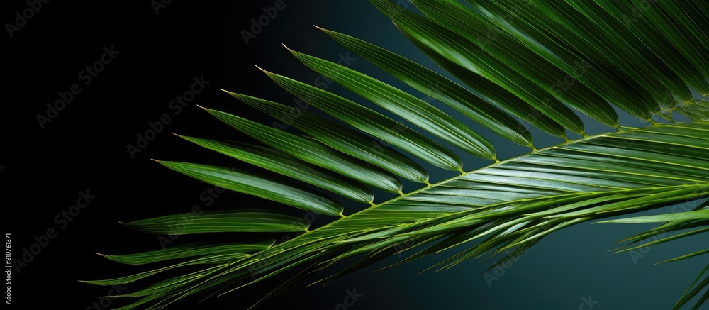 A close up image of a palm leaf in a studio setting with copy space A close up image of a palm leaf in a studio setting with copy space