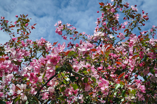 Flowering of trees. Apple trees are blooming. Pink flowers on trees