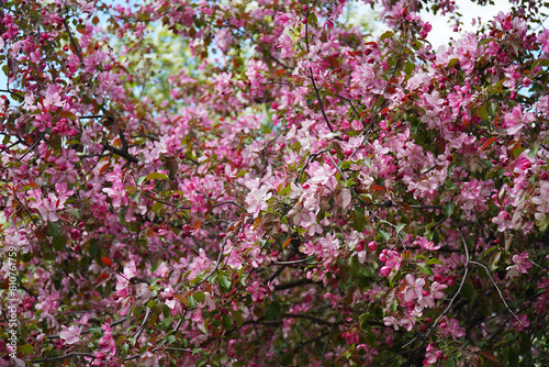 Wallpaper Mural Flowering of trees. Apple trees are blooming. Pink flowers on trees Torontodigital.ca