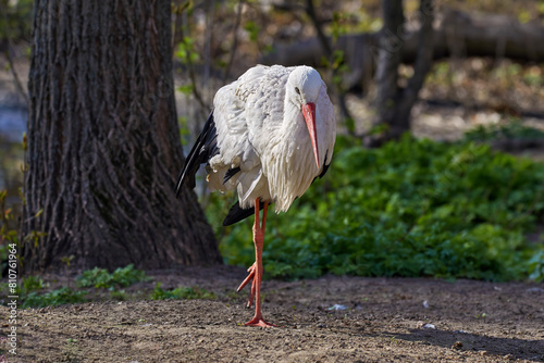 a large white stork walking along the shore