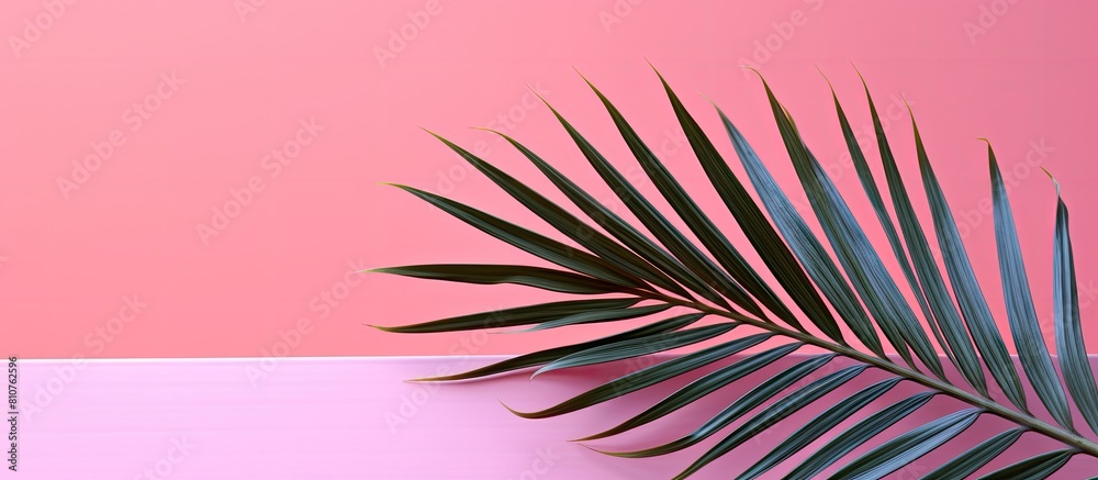 Copy space image of a palm tree leaf against a vibrant pink backdrop Copy space image of a palm tree leaf against a vibrant pink backdrop