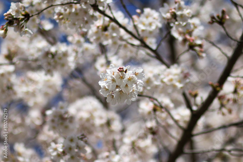 만개한 벚꽃 © 라쿤몬