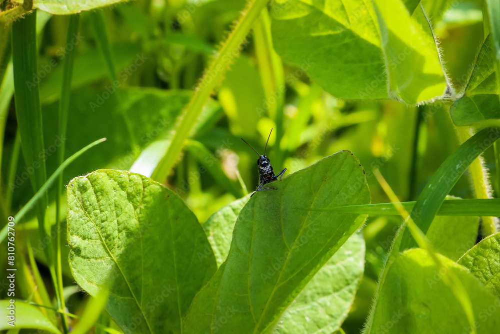 a large black mustached grasshopper looks out from behind a green leaf in summer, warmth, sun, greenery, rest, travel a large black mustached grasshopper looks out from behind a green leaf in summer, warmth, sun, greenery, rest, travel