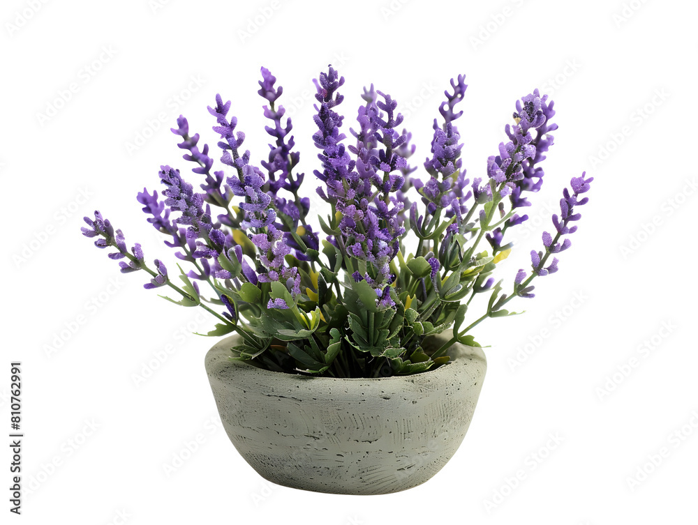 Fototapeta premium Handmade miniature Lavender in pots, remove background