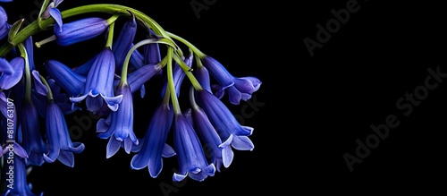 A close up image of Spring bluebells representing Hyacinthoides non scripta is captured against a black background with ample copy space photo