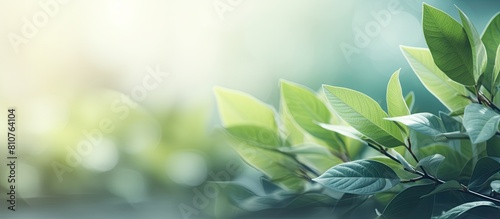 Copy space image with abstract leaves and blurred shadow background adds a touch of nature to any design or background wallpaper