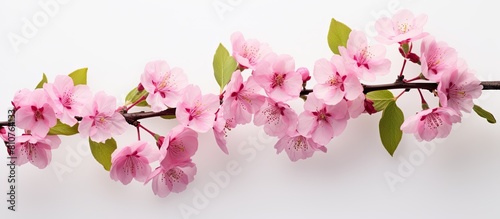 Flat lay image of a cherry tree branch adorned with exquisite pink blossoms set against a light background Ideal for adding text. Creative banner. Copyspace image