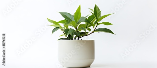 A high quality photo of a naturally green plant and white Fejka flowerpot isolated on a white background providing ample copy space image