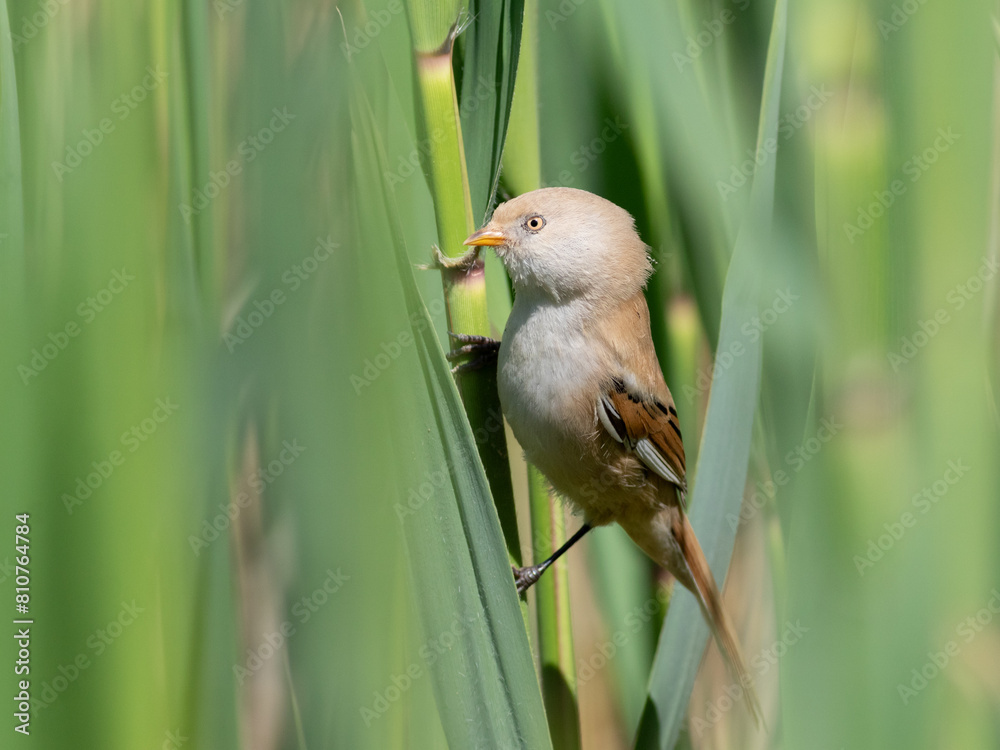 Bearded reedling, Panurus biarmicus. A female bird sits in a reed thicket on the river bank Bearded reedling, Panurus biarmicus. A female bird sits in a reed thicket on the river bank
