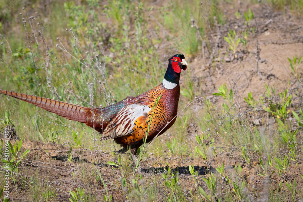 Fototapeta premium Ring-necked Pheasant, Phasianus colchicus. A male bird walks through the meadow